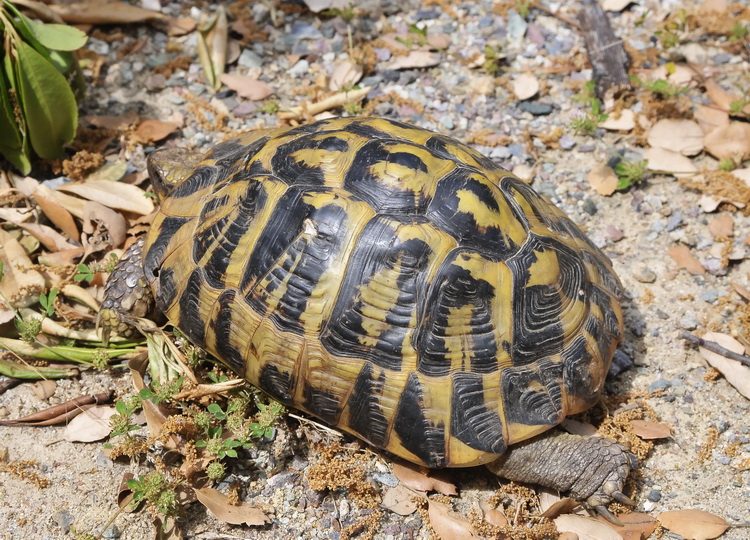 Testudo hermanni hermanni -Tartaruga corsa - A cuppulata